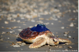 Cliquer pour voir le diaporama du lâcher des tortues © Aquarium La Rochelle