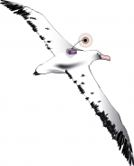 En savoir plus sur les albatros suivis en 2009